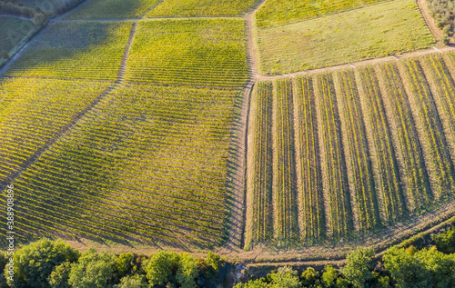 Aerial view of grape vines in Greve in Chianti. Tuscany, Italy. photo