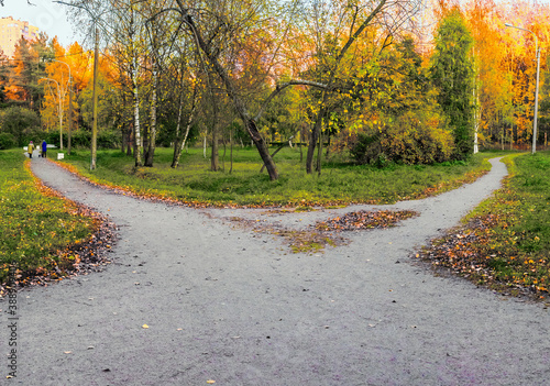 Vászonkép Two alleys diverge in different directions among the green grass and fallen yellow leaves