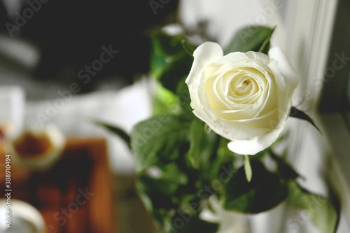 Close up of a white rose © ZHI