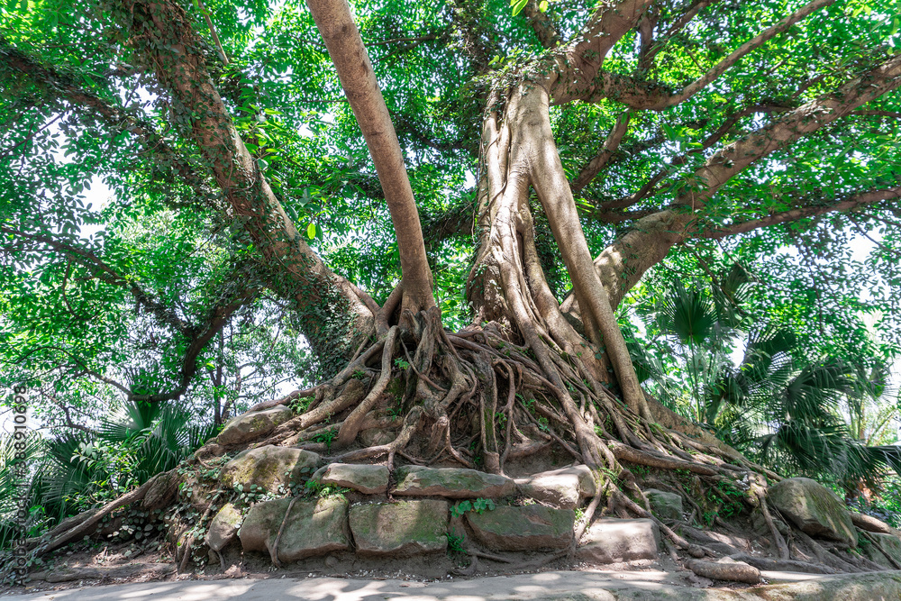 Close-up of a densely packed tree