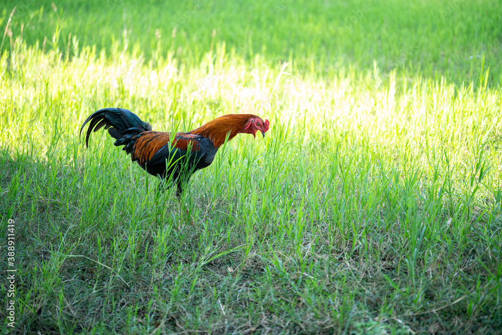 Fototapeta premium A rooster walks on a green lawn.