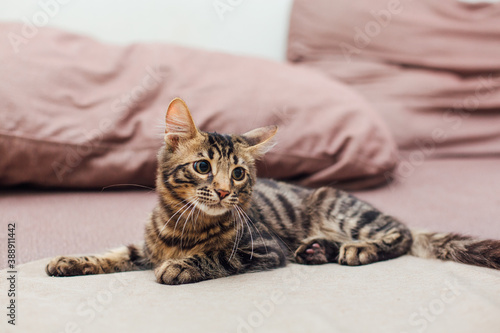Cute bengal kitten laying on the couch.