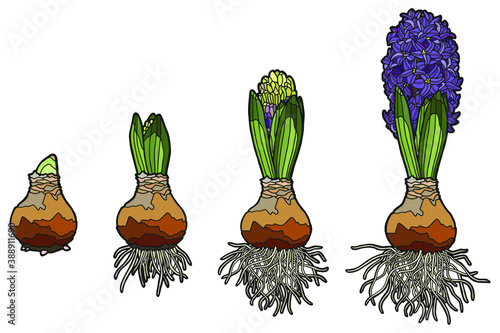 Vector illustration. Hand drawing botanical art. Hyacinth growth stages. Botanical illustration.