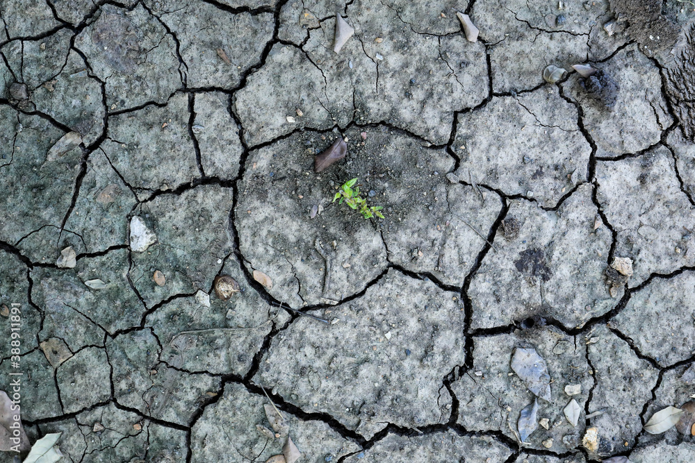 Broken soil texture and growth of small green trees Broken soil texture and growth of small green trees