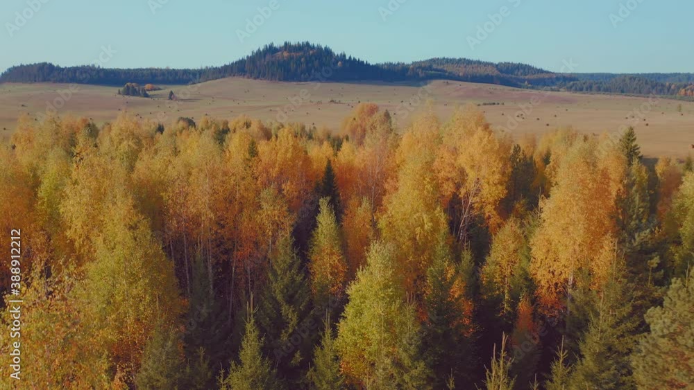 Flight over the autumn forest in Russia Flight over the autumn forest in Russia