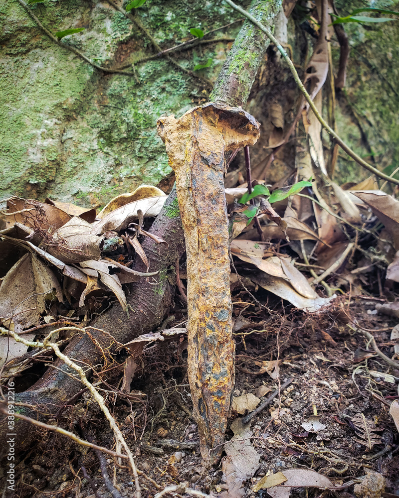 Naklejka premium stump in the forest