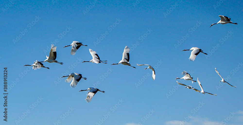 Flock of red-crowned cranes flying in the sky