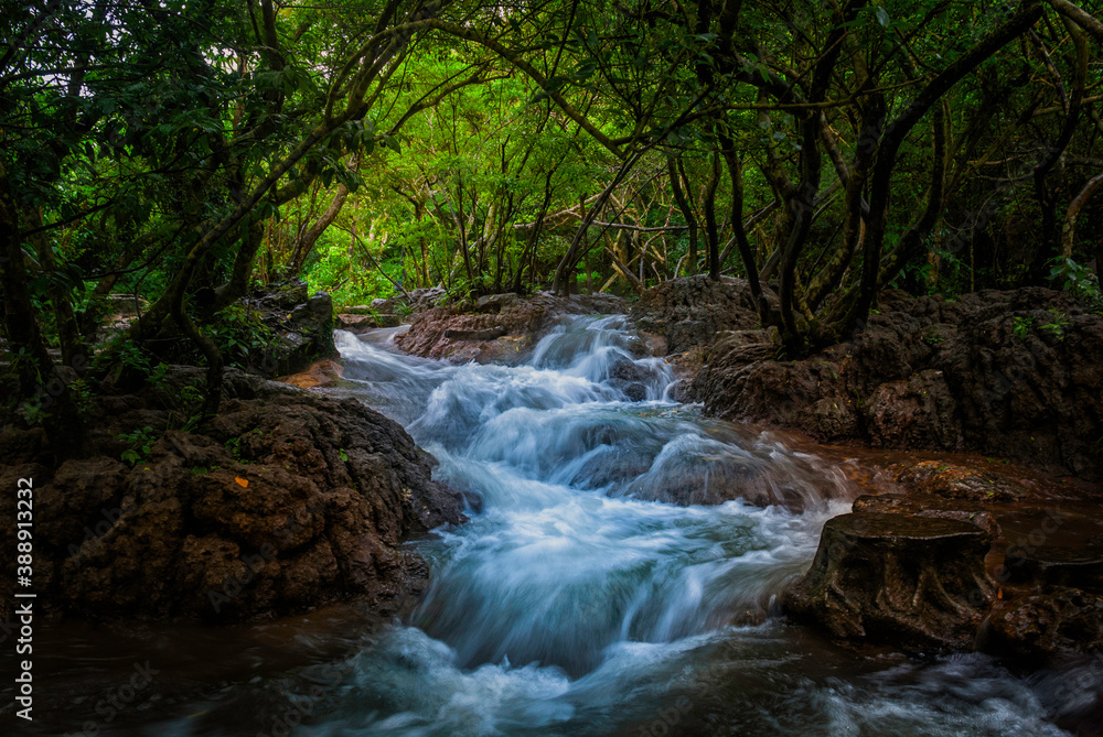 Fototapeta premium Forest stream scenery close-up