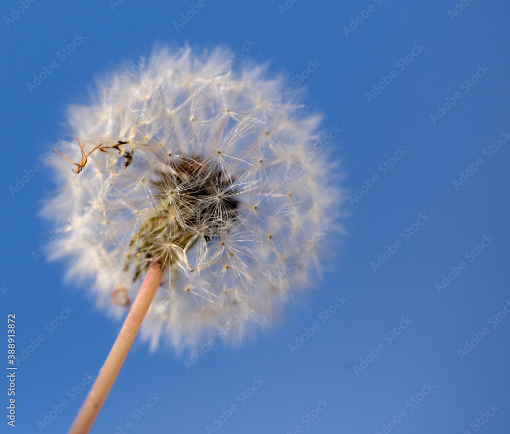 dandelion flight travel dreams ideas dandelion flight travel dreams ideas