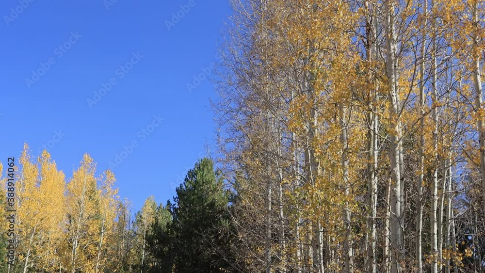 Beautiful fall color around the famous Arizona Snowbowl Beautiful fall color around the famous Arizona Snowbowl