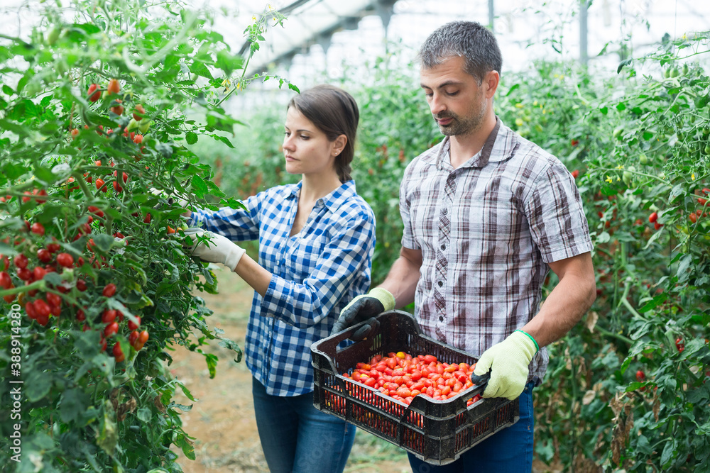 Obraz premium Man and woman harvest cherry tomatoes in greenhouse together