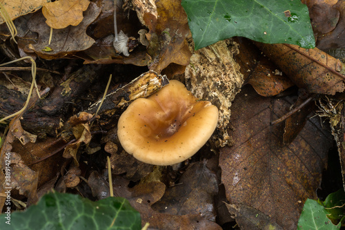 The common funnel mushroom or infundibulicybe gibba growing from decaying leaf litter on a woodland floor. 