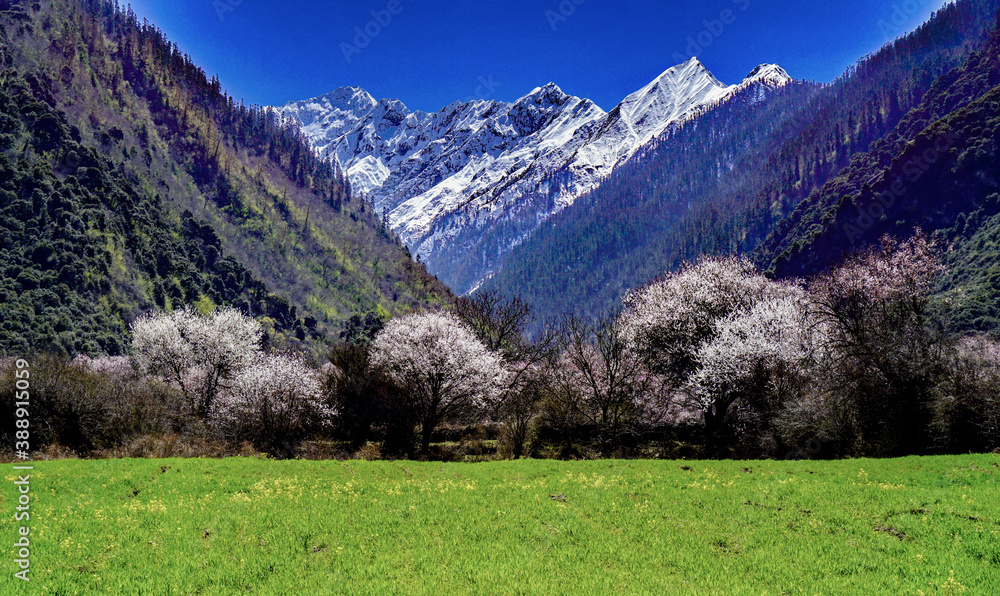 Peach blossoms blooming at the foot of the plateau snow-capped mountains