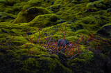 Photographs of green vegetation on volcanic rocks in Iceland