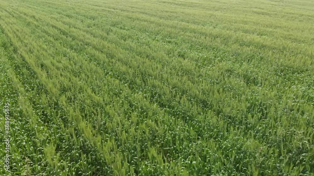 Drone moving forward just above a large field of corn and looking down onto the field with no sky showing
Drone moving forward just above a large field of corn and looking down onto the field with no sky showing