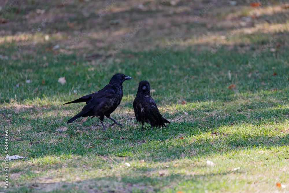 Obraz premium Crow on grass in park