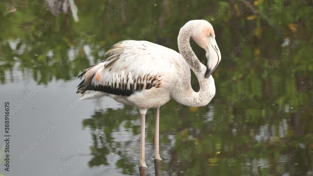 Close Up Of Young Juvenile Pink Flamingo, Isabela Island, Galapagos Close Up Of Young Juvenile Pink Flamingo, Isabela Island, Galapagos
