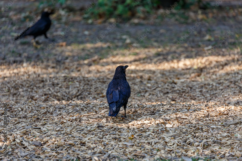 Fototapeta premium Crow on grass in park