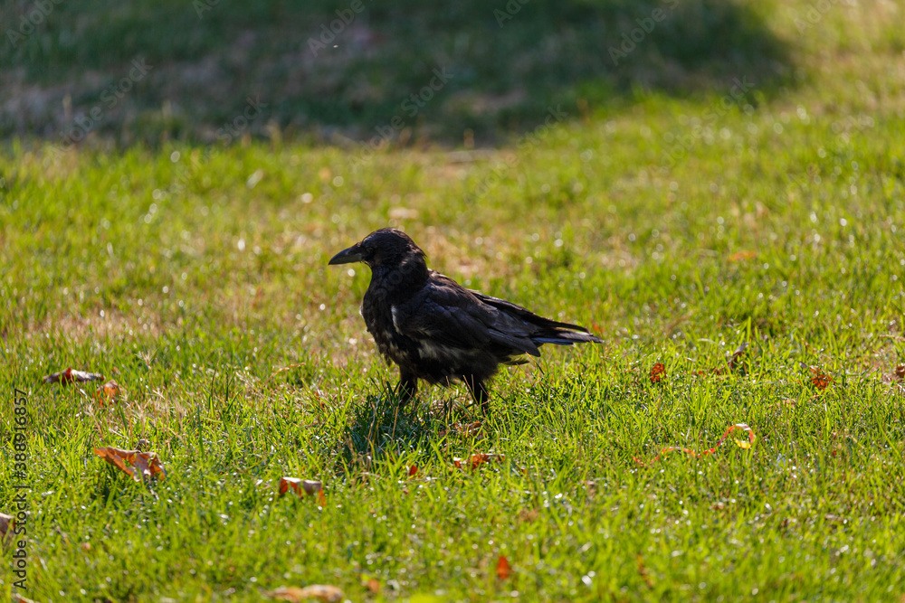 Fototapeta premium Crow on grass in park