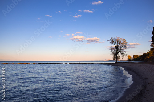 Romantic beach scene with big tree and view over lake Erie with Cleveland cityscape in the background. 