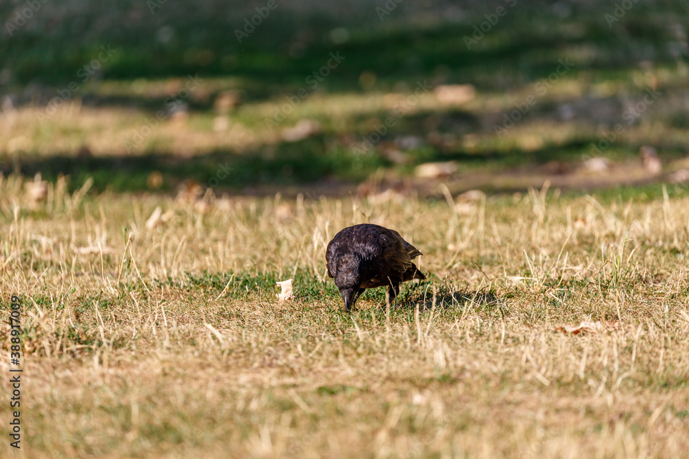 Crow on grass in park Crow on grass in park