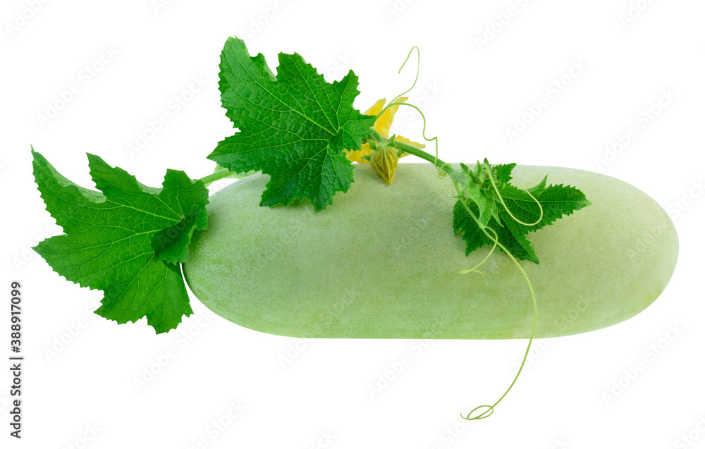 Gourd or Ash gourd with leaves isolated on white background. Stock