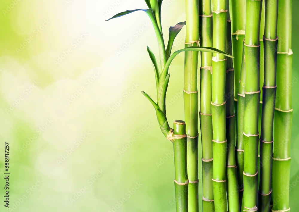 Bamboo. Bamboo.
