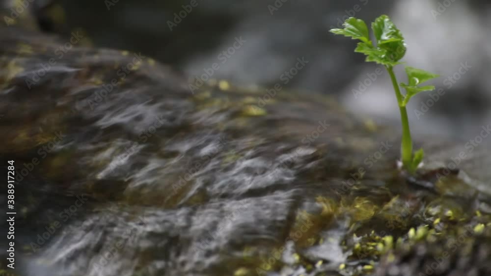 river stream close up with a bud sprout growing in the water river stream close up with a bud sprout growing in the water