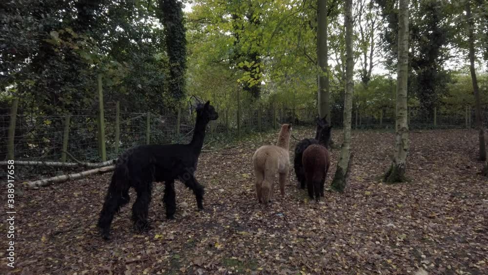 Young herd of nervous Alpaca walking through rural Autumn woodland farmland trees Young herd of nervous Alpaca walking through rural Autumn woodland farmland trees