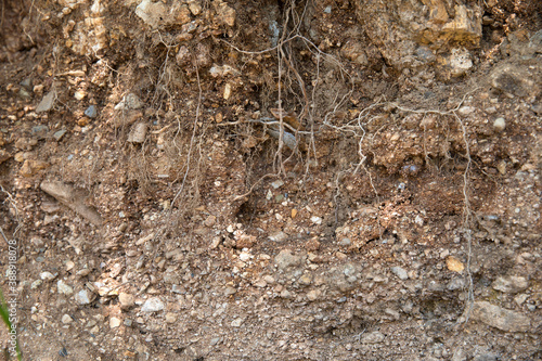 Natural sandy soil and roots background material