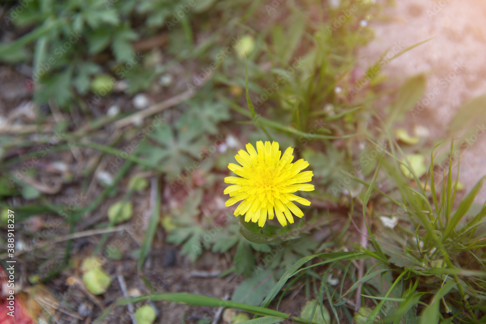 Yellow dandelion flowers on wild meadow Yellow dandelion flowers on wild meadow