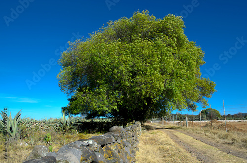 Árbol