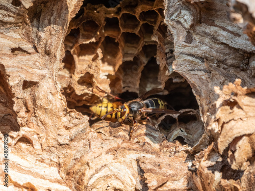 The European hornet  lat. Vespa crabro  is the largest eusocial wasp native to Europe