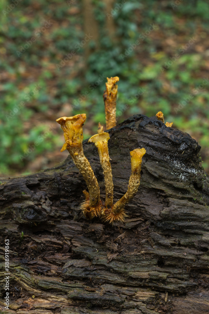 Obraz premium The crowded parchement fungi orstereum complicatum living off a decaying log. 