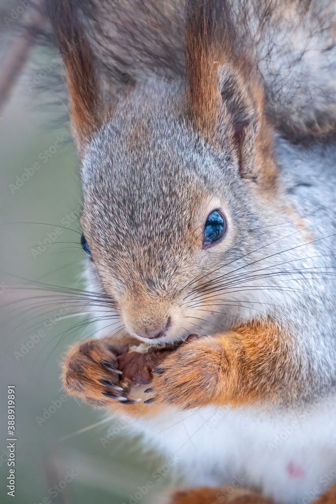 The squirrel with nut sits on a tree in the winter or autumn The squirrel with nut sits on a tree in the winter or autumn