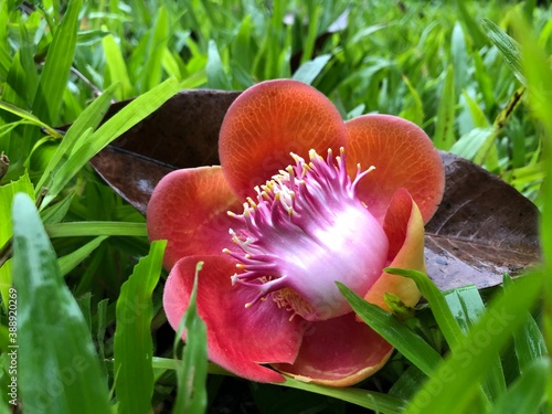 purple orchid flower