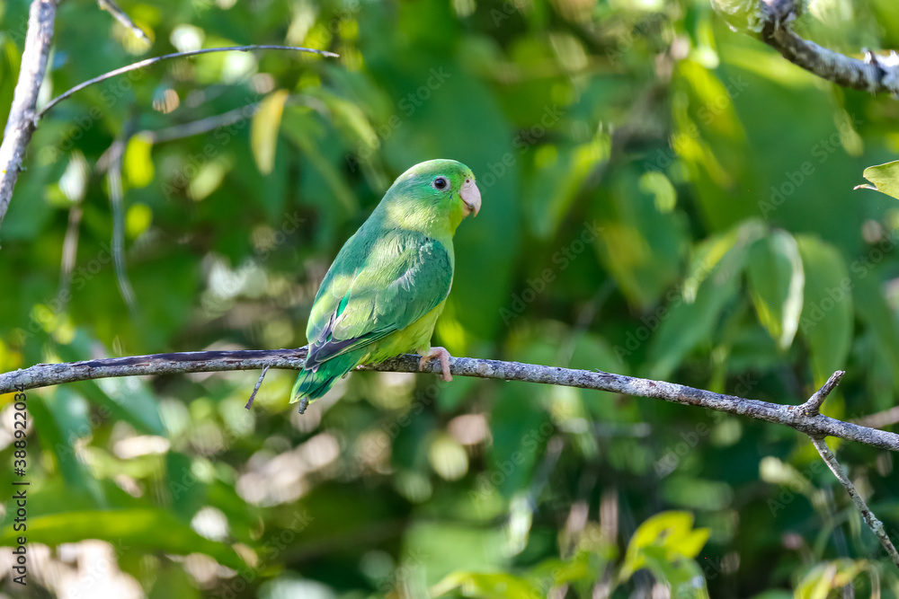 Obraz premium Close up of a Spectacled parrotlet, Forpus conspicillatus, perched on a bare branch against green blurred background, Barichara, Colombia