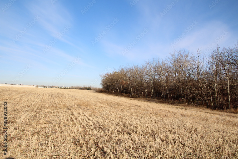 Edge Of The Field, Pylypow Wetlands, Edmonton, Alberta Edge Of The Field, Pylypow Wetlands, Edmonton, Alberta