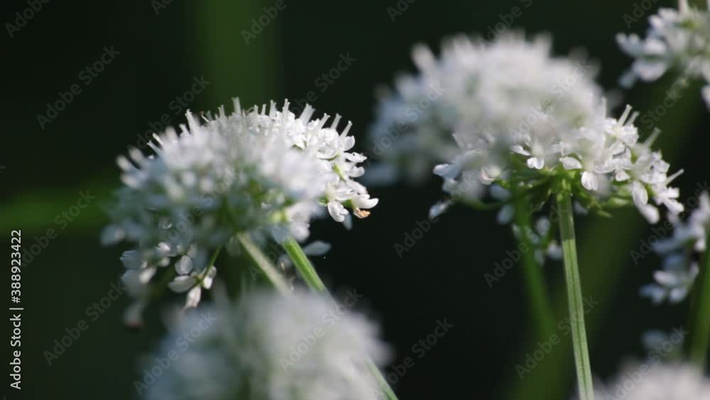 asteraceae white flower in a forest with soft oaning movement asteraceae white flower in a forest with soft oaning movement