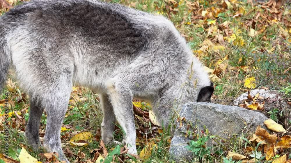 A Rocky Mountain Gray Wolf sniffs around a rock and paws at the ground. A Rocky Mountain Gray Wolf sniffs around a rock and paws at the ground.