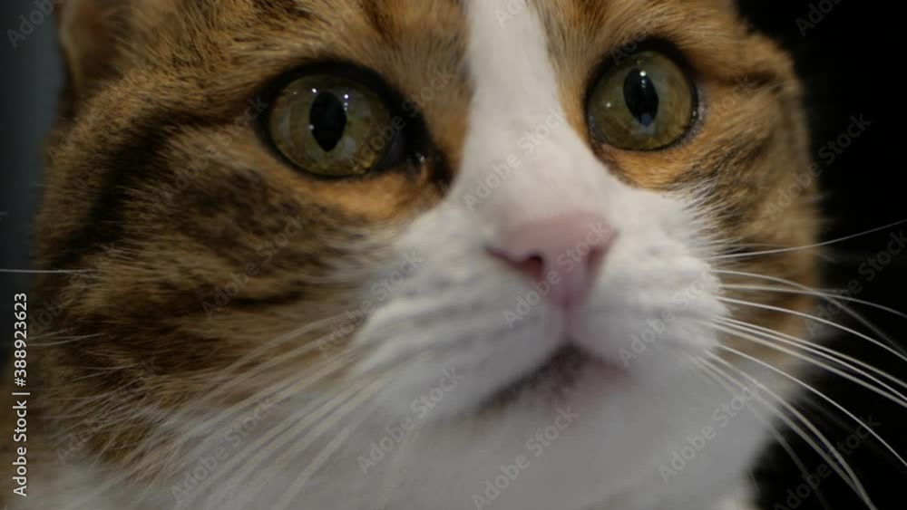 Beautiful Calico Cat Curiously Looking Around. - close up shot Beautiful Calico Cat Curiously Looking Around. - close up shot
