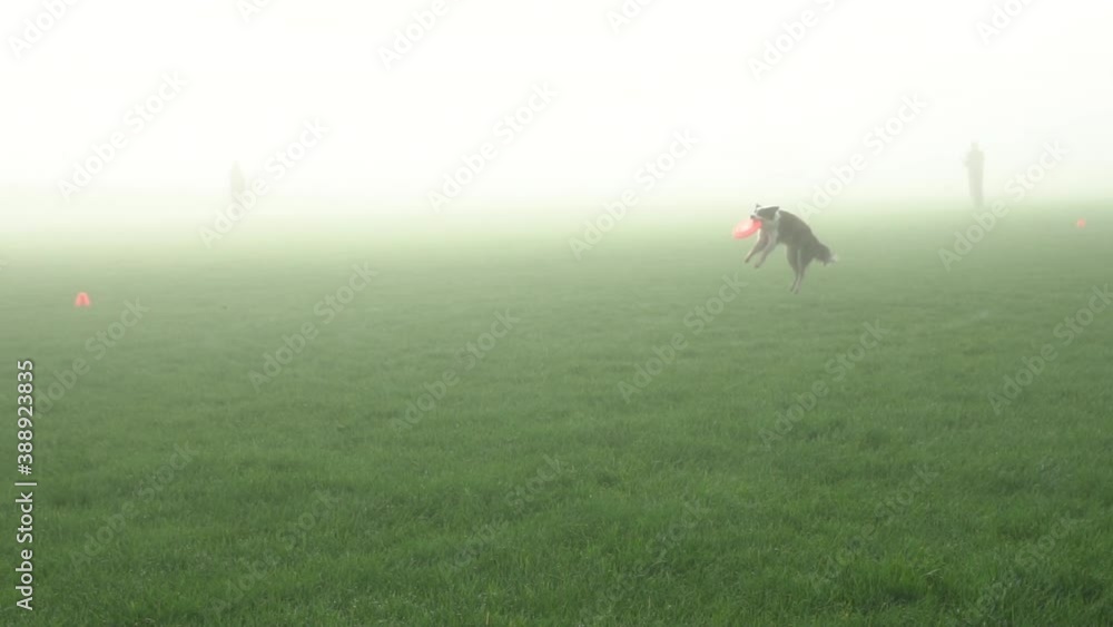 Border collie runs through fog to catch frisbee midair, Slow Motion