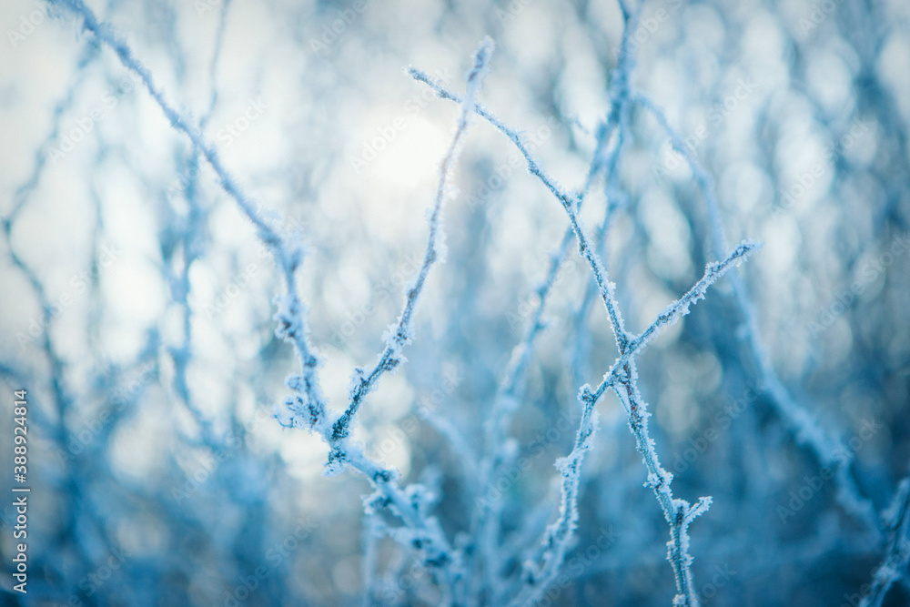 frozen tree branch close-up. frost on plants. winter landscape: the snow on the nature frozen tree branch close-up. frost on plants. winter landscape: the snow on the nature