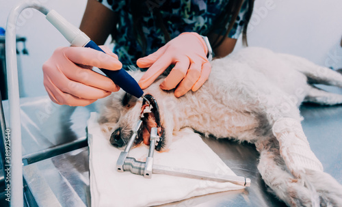 female veterinarian performing canine dental prophylaxis