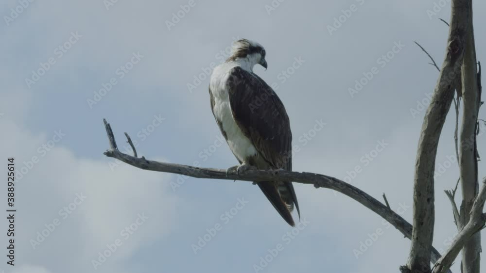 Timelapse of Large Osprey Bird Sitting in Tree Timelapse of Large Osprey Bird Sitting in Tree