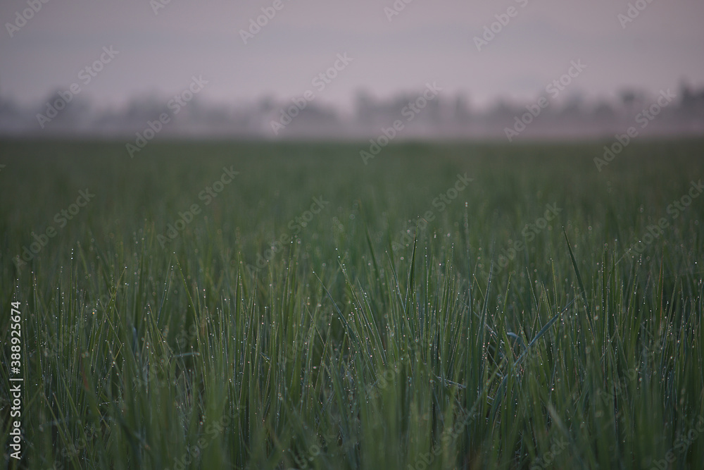 Obraz premium Rice leafs with dew drops and bokeh in the morning sunlight.