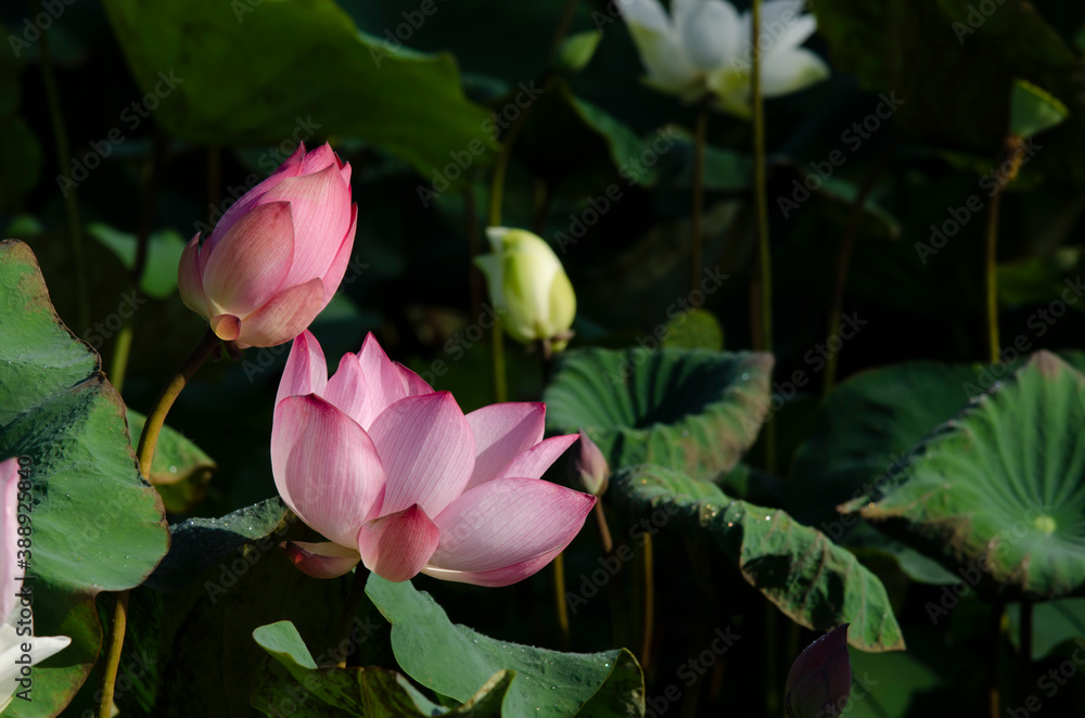 Lotus flower blooming in summer pond with green leaves as background Lotus flower blooming in summer pond with green leaves as background