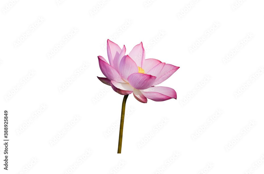 beautiful pink lotus flower isolated on white background
