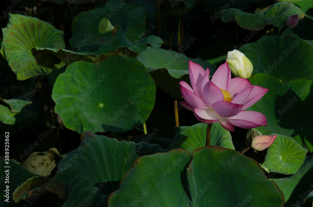 pink water lily flower (lotus) and green background. The lotus flower (water lily) is national flower for India. Lotus flower is a important symbol in Asian culture. pink water lily flower (lotus) and green background. The lotus flower (water lily) is national flower for India. Lotus flower is a important symbol in Asian culture.