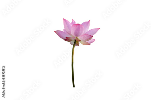 Lotus flower isolated on white background